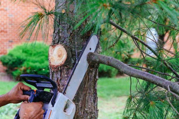 Best Storm Damage Tree Cleanup  in Lincolnton, GA